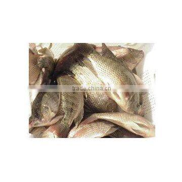 IQF nile tilapia frozen whole tilapia for Cote D'Ivoire