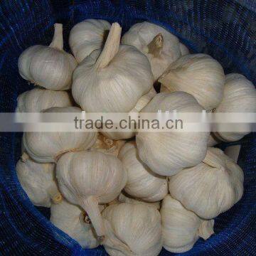 packing garlic meshbag