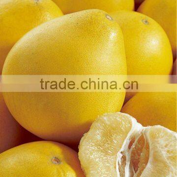 Fresh pomelo Fruit