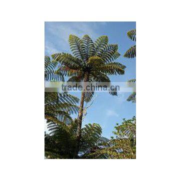 Cyathea species (Tree Fern)