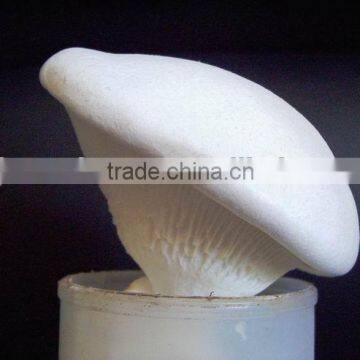 Shijixiang Fresh mushroom(Organic)