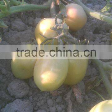 HERO 110 Hybrid Tomato Seeds