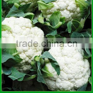 MCF10 Huaxia resistance low temberature OP cauliflower seeds in china seeds