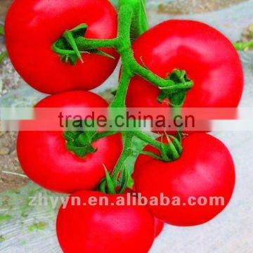 Dingfeng No.6 Tomato Seeds