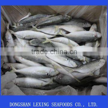 frozen IQF horse mackerel fish seafood