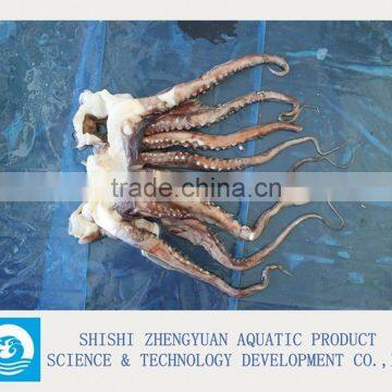 Zhengyuan Aquatic Frozen Giant Squid Head
