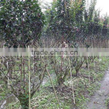 Lagerstroemia Indica Bottle Gourd and Cage Shape Trees photo-3