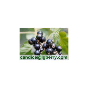 Top quality black currant anthocyanin