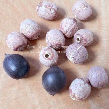 Lotus Seed Lotus Nut Lotus Kernel Dried Red Lotus Seed Brown Lotus Seed With Core Plumule photo-3