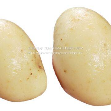 China Supplier Vegetable Spud Kumara Potato Peeling Machine Brush Washing Machine #Ghana WT/8613824555378 photo-4