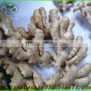 Fresh Ginger for China/shandong Fresh Ginger, Air Dry Ginger photo-3