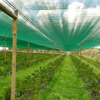55% 65% 75% Green Sun Shade Fabric Polyethylene Greenhouse Garden Sun Shading Nets 10*50m photo-4
