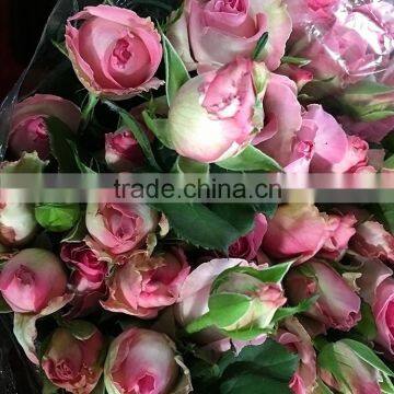 Fresh color sprayed rose different types of pink roses