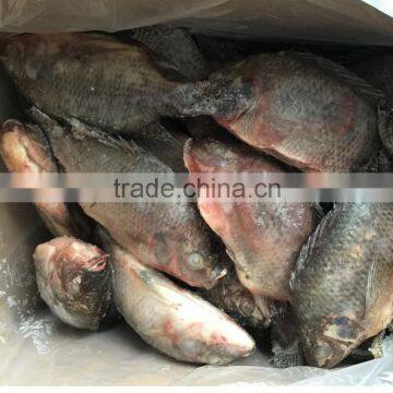 Frozen Tilapia G/S Live Fish to Process