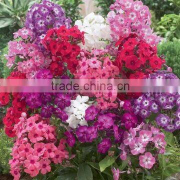 Annual Phlox , Phlox, Flower Seeds , Herb Seed,vegetalbe Seed,fruit Seed,grass Seed photo-2