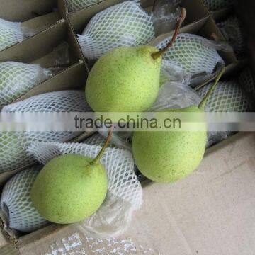 Fresh shandong pear wholesale/ China fresh Ya Pear for exporting