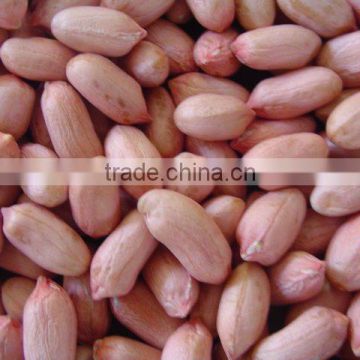 Roasted peanuts with skin, Roasted peanut kernels, Roased peanut with red skin