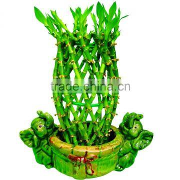 Pineapple Shape Cage Shape Lucky Bamboo Air Bonsai Tree Dracaena Sanderiana Indoor Aquatic Plants Nursery Garden Decoration photo-4