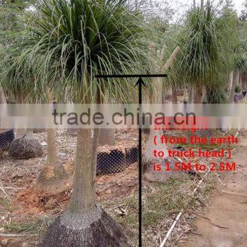 Nolina for Indoor Decoration photo-4