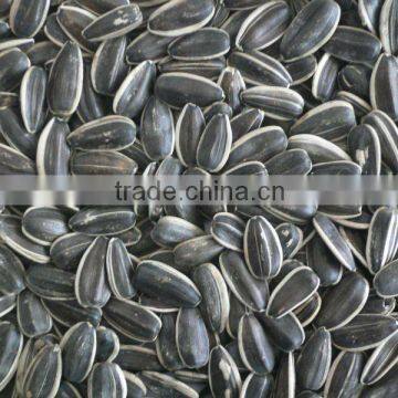 Chinese Black Sunflower Seed