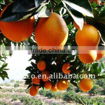 Navel Oranges Manufactures