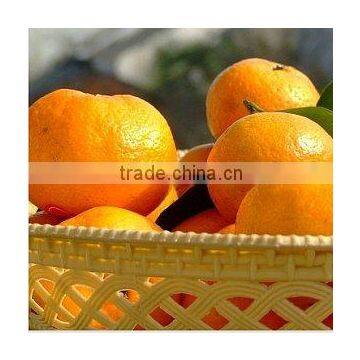 Nanfeng Orange With High Quality