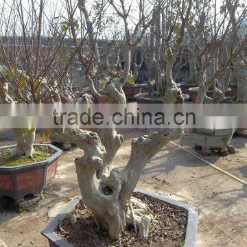 Lagerstroemia Indica L. Nursery