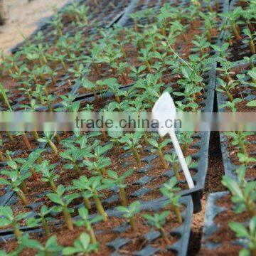 Desert Rose Seeds From China