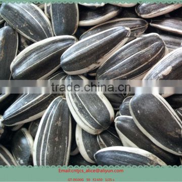 Sell SUNFLOWER SEEDS 5009, 6009, 363, 1121at Cheap Price