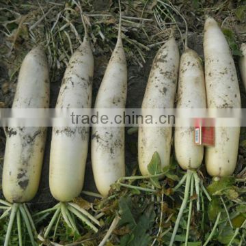 HR03 Dupo white cold resistant OP radish seeds in vegetable seeds