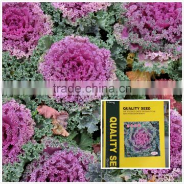 Cold resistant pink and green lolor kale seeds