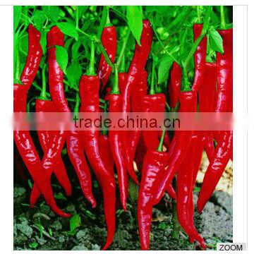 Pure capsaicin with factory price in China