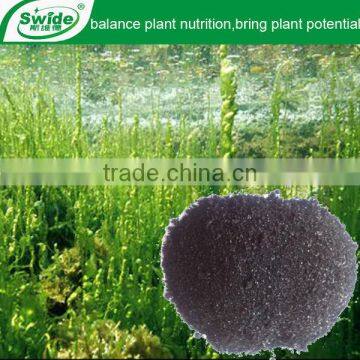 marine algae extract fertilizer