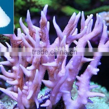 Coral Frags Type Sea Salt