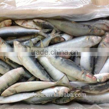 Frozen &cheap sardine fish wholesale food prices wholesale frozen seafood