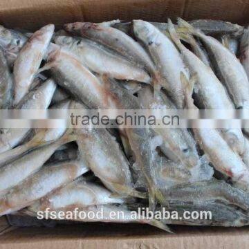 online store suppliers frozen mackerel