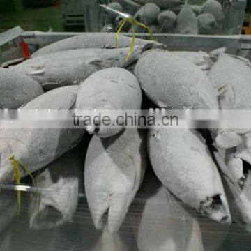 2016 Frozen Skipjack Tuna Whole Round IQF photo-3