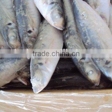 Frozen Whole Horse Mackerel Fish photo-4