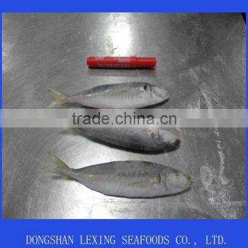 Frozen Mackerel Whole Round photo-2