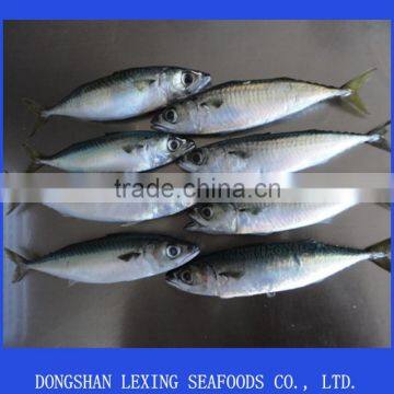 Frozen pacific mackerel(scomber japonicus)