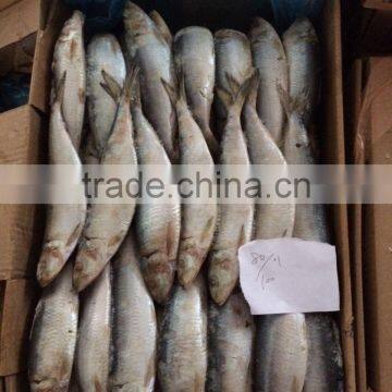 HACCP Frozen 60g Sardine Manufacturer photo-2