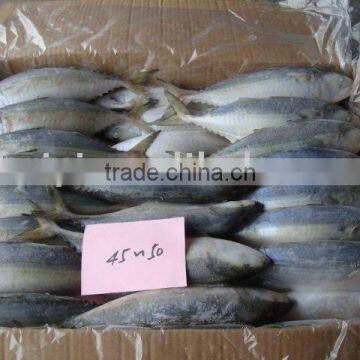 45-50 pcs /ctn frozen Indian mackerel