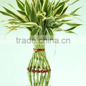 Lucky Bamboo