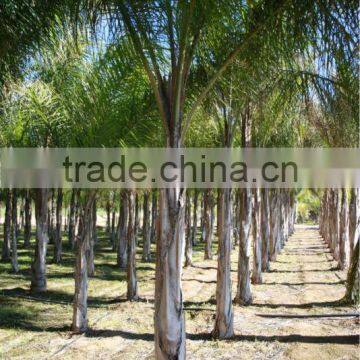 Syagrus Romanzoffiana photo-3