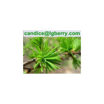 Water Soluble Pine Needle Protein 80%