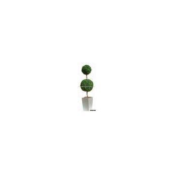 Two Ball Boxwood Tree