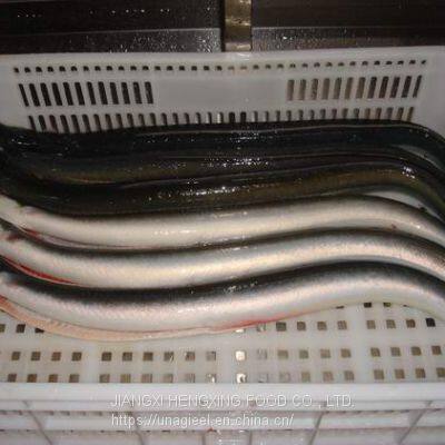 Frozen Gutted Eel (Anguilla Rostrata/Japonica)- Fresh Water River Eel photo-4