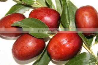 Dates Sauce Gounda Dates Syrup Machine Dates Palm Paste Making Machine photo-4