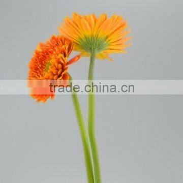 High grade Golden Sun find fresh gerbera cut flowers importers