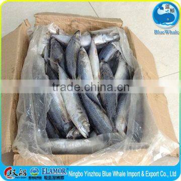 New Coming 200-300g WR Fresh Frozen Mackerel, Frozen Pacific Mackerel